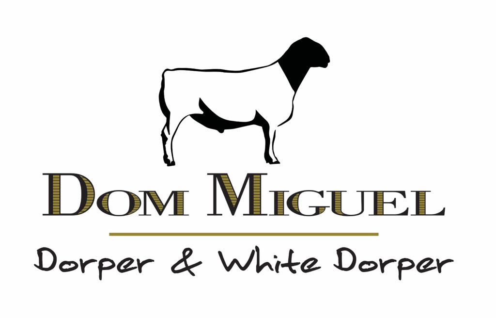 Dorper Dom Miguel